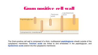 Gram positive cell wall
The Gram-positive cell wall is composed of a thick, multilayered peptidoglycan sheath outside of the
cytoplasmic membrane. Teichoic acids are linked to and embedded in the peptidoglycan, and
lipoteichoic acids extend into the cytoplasmic membrane
 