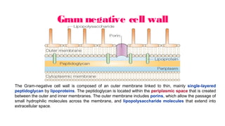 Gram negative cell wall
The Gram-negative cell wall is composed of an outer membrane linked to thin, mainly single-layered
peptidoglycan by lipoproteins. The peptidoglycan is located within the periplasmic space that is created
between the outer and inner membranes. The outer membrane includes porins, which allow the passage of
small hydrophilic molecules across the membrane, and lipopolysaccharide molecules that extend into
extracellular space.
 