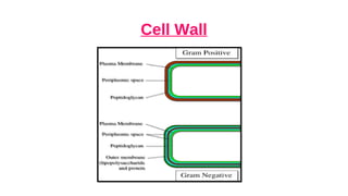 Cell Wall
 