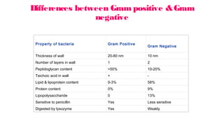 Differences between Gram positive &Gram
negative
Property of bacteria Gram Positive
Gram Negative
Thickness of wall 20-80 nm 10 nm
Number of layers in wall 1 2
Peptidoglycan content >50% 10-20%
Teichoic acid in wall + -
Lipid & lipoprotein content 0-3% 58%
Protein content 0% 9%
Lipopolysaccharide 0 13%
Sensitive to penicillin Yes Less sensitive
Digested by lysozyme Yes Weakly
 