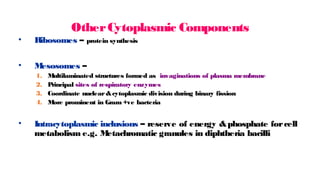 OtherCytoplasmic Components
• Ribosomes – protein synthesis
• M
esosomes –
1. M
ultilaminated structures formed as invaginations of plasma membrane
2. P
rincipal sites of respiratory enzymes
3. Coordinate nuclear&cytoplasmic division during binary fission
4. M
ore prominent in Gram +ve bacteria
• Intracytoplasmic inclusions – reserve of energy &phosphate forcell
metabolism e.g. M
etachromatic granules in diphtheria bacilli
 