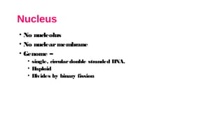 Nucleus
• No nucleolus
• No nuclearmembrane
• Genome –
• single, circulardouble stranded DNA.
• H
aploid
• Divides by binary fission
 