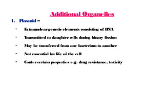 Additional Organelles
1. P
lasmid –
• E
xtranucleargenetic elements consisting of DNA
• T
ransmitted to daughtercells during binary fission
• M
ay be transferred from one bacterium to another
• Not essential forlife of the cell
• Confercertain properties e.g. drug resistance, toxicity
 