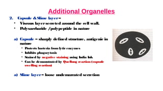 Additional Organelles
2. Capsule &Slime layer–
• Viscous layersecreted around the cell wall.
• P
olysaccharide /polypeptide in nature
a) Capsule – sharply defined structure, antigenic in
nature
• P
rotects bacteria from lytic enzymes
• Inhibits phagocytosis
• Stained by negative staining using India Ink
• Can be demonstrated by Quellung reaction (capsule
swelling reaction)
a) Slime layer– loose undemarcated secretion
 