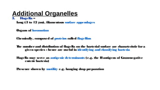 Additional Organelles
3. F
lagella –
L
ong (3 to 12 µm), filamentous surface appendages
Organs of locomotion
Chemically, composed of proteins called flagellins
T
he numberand distribution of flagella on the bacterial surface are characteristic fora
given species - hence are useful in identifying and classifying bacteria
F
lagella may serve as antigenic determinants (e.g. the Hantigens of Gram-negative
enteric bacteria)
P
resence shown by motility e.g. hanging drop preparation
 