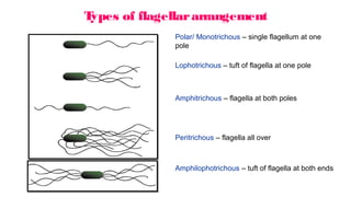 T
ypes of flagellararrangement
Polar/ Monotrichous – single flagellum at one
pole
Lophotrichous – tuft of flagella at one pole
Peritrichous – flagella all over
Amphitrichous – flagella at both poles
Amphilophotrichous – tuft of flagella at both ends
 