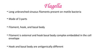 Flagella
• Long unbranched sinuous filaments present on motile bacteria
• Made of 3 parts
• Filament, hook, and basal body
• Filament is external and hook basal body complex embedded in the cell
envelope
• Hook and basal body are antigenically different
 