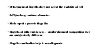 • Detachment of flagella does not affect the viability of cell
• 3-20 m long, uniform diameter
μ
• M
ade up of a protein flagellin
• F
lagella of different genera - similarchemical composition they
are antigenically different
• F
lagellarantibodies help in serodiagnosis
 
