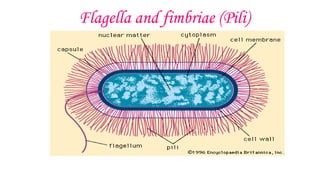 Flagella and fimbriae (Pili)
 