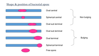 Shape & position of bacterial spore
Oval central
Spherical central
Oval sub terminal
Oval sub terminal
Oval terminal
Spherical terminal
Free spore
Non bulging
Bulging
 
