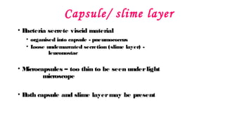 Capsule/ slime layer
• B
acteria secrete viscid material
• organised into capsule - pneumococcus
• L
oose undemarcated secretion (slime layer) -
leuconostac
• M
icrocapsules – too thin to be seen underlight
microscope
• B
oth capsule and slime layermay be present
 