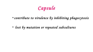 Capsule
•contribute to virulence by inhibiting phagocytosis
• lost by mutation or repeated subcultures
 
