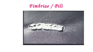 Fimbriae / Pili
 