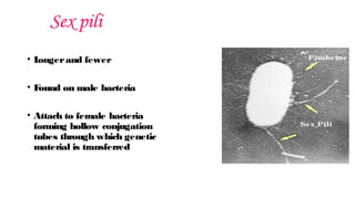 Sex pili
• L
ongerand fewer
• F
ound on male bacteria
• Attach to female bacteria
forming hollow conjugation
tubes through which genetic
material is transferred
 