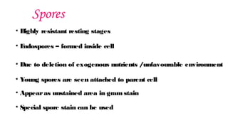 Spores
• H
ighly resistant resting stages
• E
ndospores – formed inside cell
• Due to deletion of exogenous nutrients /unfavourable environment
• Young spores are seen attached to parent cell
• Appearas unstained area in gram stain
• Special spore stain can be used
 