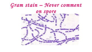 Gram stain – Never comment
on spore
 