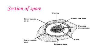 Section of spore
 