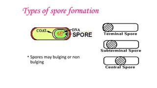Types of spore formation
• Spores may bulging or non
bulging
 