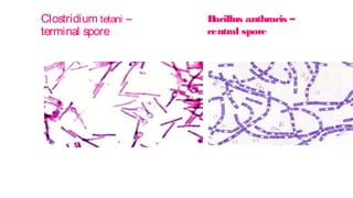 Clostridium tetani –
terminal spore
B
acillus anthracis –
central spore
 