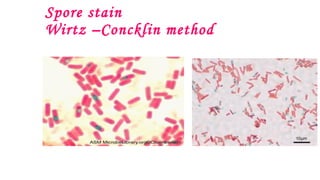 Spore stain
Wirtz –Concklin method
 