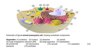 Schematic of typical animal (eukaryotic) cell, showing subcellular components.
Organelles: (1) nucleolus (2) nucleus (3) ribosome (4) vesicle
(5) rough endoplasmic reticulum (ER) (6) Golgi apparatus (7) Cytoskeleton
(8) smooth ER (9) mitochondria (10) vacuole (11) cytoplasm (12)
lysosome (13) centrioles
 