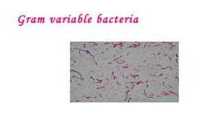 Gram variable bacteria
 
