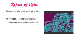 Effect of light
• Bacteria usually grow well in the dark.
• Phototrophs – need light to grow
• Pigmented bacteria like cyanobacteria
 