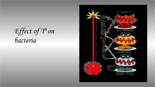 Effect of T0
on
bacteria
 