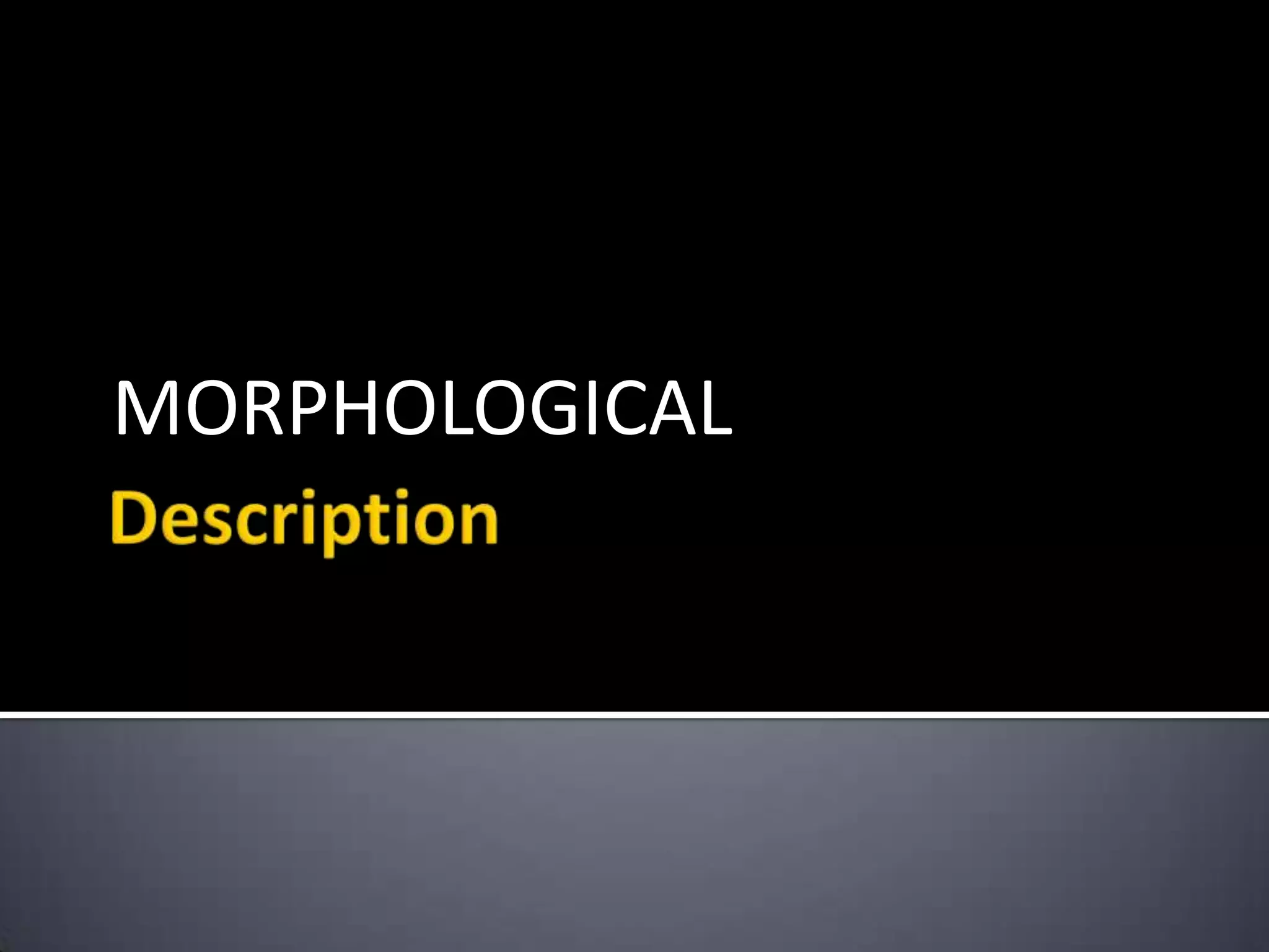MORPHOLOGICAL