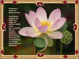 Evitemos a morte em doses suaves,  recordando sempre que estar vivo exige um esforço muito maior  que o simples fato de respirar. Somente a perseverança fará com que conquistemos um estágio esplêndido de felicidade. 