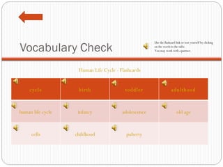 Vocabulary Check Human Life Cycle - Flashcards Use the flashcard link or test yourself by clicking on the words in the table. You may work with a partner. cycle birth toddler adulthood human life cycle infancy adolescence old age cells childhood puberty 