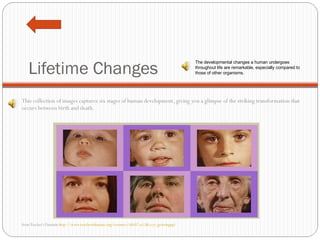 Lifetime Changes This collection of images captures six stages of human development, giving you a glimpse of the striking transformation that occurs between birth and death.     from Teacher's Domain  http://www.teachersdomain.org/resource/tdc02.sci.life.cyc.growingup/ The developmental changes a human undergoes throughout life are remarkable, especially compared to those of other organisms.  