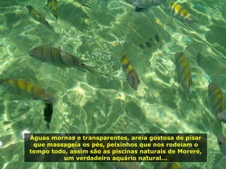 Águas mornas e transparentes, areia gostosa de pisar que massageia os pés, peixinhos que nos rodeiam o tempo todo, assim são as piscinas naturais de Moreré, um verdadeiro aquário natural... 