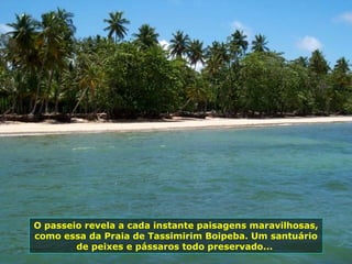 O passeio revela a cada instante paisagens maravilhosas, como essa da Praia de Tassimirim Boipeba. Um santuário de peixes e pássaros todo preservado...  