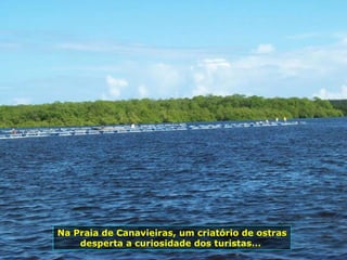 Na Praia de Canavieiras, um criatório de ostras desperta a curiosidade dos turistas...  