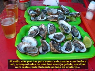 Aí estão elas prontas para serem saboreadas com limão e sal, acompanhadas de uma boa cerveja gelada, servidas num restaurante flutuante ao lado do criatório...  