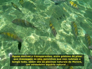 Águas mornas e transparentes, areia gostosa de pisar que massageia os pés, peixinhos que nos rodeiam o tempo todo, assim são as piscinas naturais de Moreré, um verdadeiro aquário natural... 