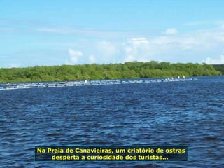 Na Praia de Canavieiras, um criatório de ostras desperta a curiosidade dos turistas...  