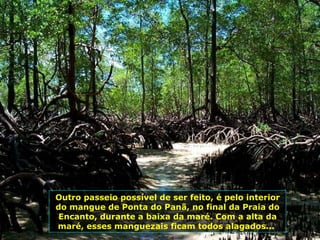 Outro passeio possível de ser feito, é pelo interior do mangue de Ponta do Panã, no final da Praia do Encanto, durante a baixa da maré. Com a alta da maré, esses manguezais ficam todos alagados...  
