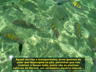 Águas mornas e transparentes, areia gostosa de pisar que massageia os pés, peixinhos que nos rodeiam o tempo todo, assim são as piscinas naturais de Moreré, um verdadeiro aquário natural... 
