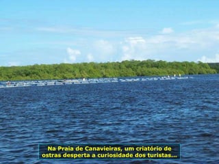 Na Praia de Canavieiras, um criatório de ostras desperta a curiosidade dos turistas... 