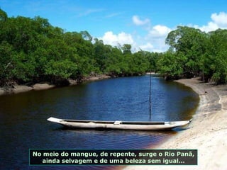No meio do mangue, de repente, surge o Rio Panã, ainda selvagem e de uma beleza sem igual... 