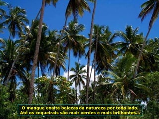 O mangue exalta belezas da natureza por todo lado. Até os coqueirais são mais verdes e mais brilhantes... 