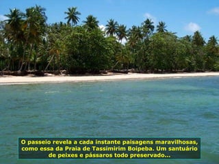 O passeio revela a cada instante paisagens maravilhosas, como essa da Praia de Tassimirim Boipeba. Um santuário de peixes e pássaros todo preservado... 