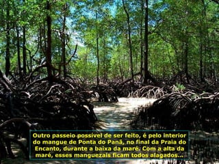 Outro passeio possível de ser feito, é pelo interior do mangue de Ponta do Panã, no final da Praia do Encanto, durante a baixa da maré. Com a alta da maré, esses manguezais ficam todos alagados... 