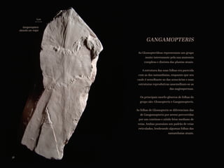 GANGAMOPTERIS
As Glossopterídeas representam um grupo
muito interessante pela sua anatomia
complexa e distinta das plantas atuais.
A estrutura das suas folhas era parecida
com as das samambaias, enquanto que seu
caule é semelhante ao das araucárias e suas
estruturas reprodutivas assemelham-se as
das angiospermas.
Os principais morfo-gêneros de folhas do
grupo são: Glossopteris e Gangamopteris.
As folhas de Glossopteris se diferenciam das
de Gangamopteris por serem percorridas
por um contínuo e nítido feixe mediano de
veias. Ambas possuíam um padrão de veias
reticuladas, lembrando algumas folhas das
samambaias atuais.
Gangamopteris
obovata var. major
1cm
38
 