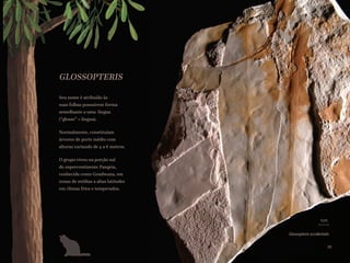GLOSSOPTERIS
Seu nome é atribuído às
suas folhas possuírem forma
semelhante a uma língua
(“glosso” = língua).
Normalmente, constituíam
árvores de porte médio com
alturas variando de 4 a 6 metros.
O grupo viveu na porção sul
do supercontinente Pangeia,
conhecida como Gondwana, em
zonas de médias a altas latitudes
em climas frios e temperados.
Glossopteris occidentalis
1cm
39
 