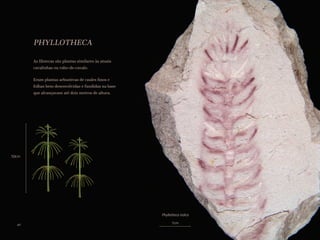PHYLLOTHECA
As filotecas são plantas similares às atuais
cavalinhas ou rabo-de-cavalo.
Eram plantas arbustivas de caules finos e
folhas bem desenvolvidas e fundidas na base
que alcançavam até dois metros de altura.
Phyllotheca indica
1cm
50cm
40
 
