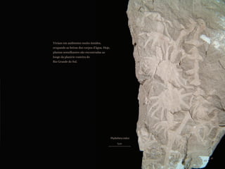 Viviam em ambientes muito úmidos,
ocupando as beiras dos corpos d’água. Hoje,
plantas semelhantes são encontradas ao
longo da planície costeira do
Rio Grande do Sul.
Phyllotheca indica
1cm
41
 