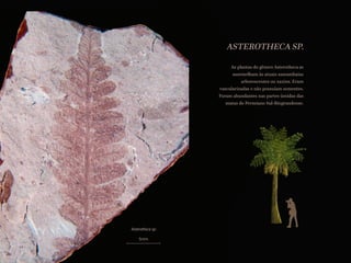 ASTEROTHECA SP.
As plantas do gênero Asterotheca se
assemelham às atuais samambaias
arborescentes ou xaxins. Eram
vascularizadas e não possuíam sementes.
Foram abundantes nas partes úmidas das
matas do Permiano Sul-Riograndense.
5mm
Asterotheca sp.
42
 